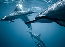 开云官网-F1意大利大奖赛冠军诞生