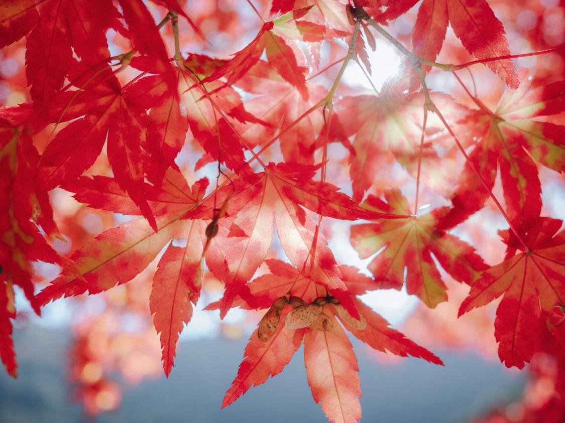 kaiyun-2026年2月财运颇为旺盛的 3 生肖，赚得开心、花的安心，前程似锦